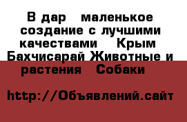 В дар - маленькое создание с лучшими качествами! - Крым, Бахчисарай Животные и растения » Собаки   